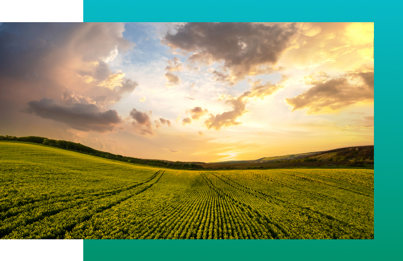 rows of farm crops underneath a sunset